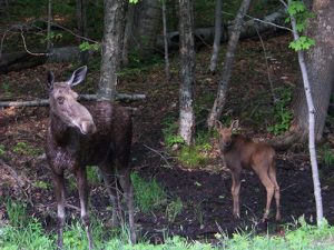 Moose and her calf on the Kancamagus Highway in NH